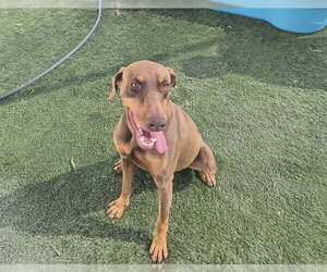 Doberman Pinscher Dogs for adoption in Corona, CA, USA