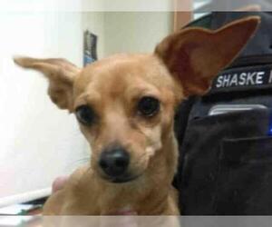 Chihuahua Dogs for adoption in Missoula, MT, USA