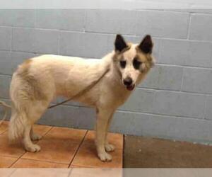 Goberian Dogs for adoption in Downey, CA, USA