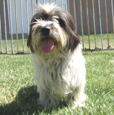 Mutt Dogs for adoption in Encino, CA, USA
