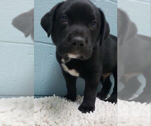 Borador Dogs for adoption in Orangeburg, SC, USA