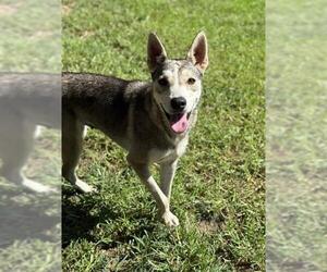 Siberian Husky Dogs for adoption in Riverside, CA, USA