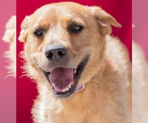 Border Terrier-Unknown Mix Dogs for adoption in Tracy, CA, USA
