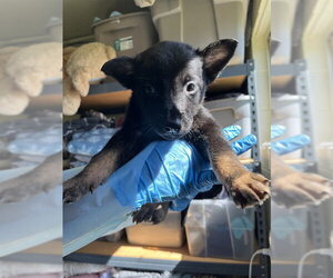 German Shepherd Dog-Unknown Mix Dogs for adoption in San Andreas, CA, USA