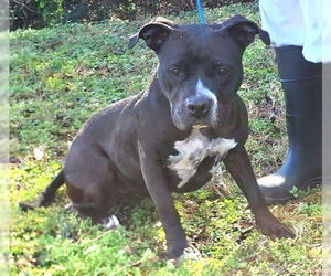 Bulldog Dogs for adoption in Wetumpka, AL, USA