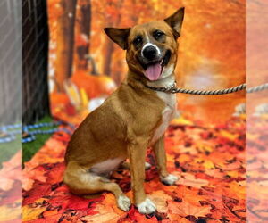 Akita-German Shepherd Dog Mix Dogs for adoption in Long Beach, CA, USA