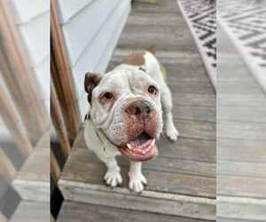 Bull-Boxer Dogs for adoption in Plymouth, MN, USA