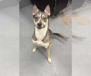 Siberian Husky-Unknown Mix Dogs for adoption in Peoria, IL, USA