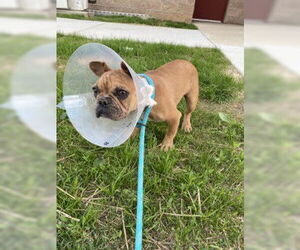 French Bulldog Dogs for adoption in Derwood, MD, USA