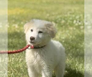Great Pyrenees-Unknown Mix Dogs for adoption in Yardley, PA, USA