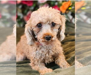Poodle (Toy) Dogs for adoption in Bon Carbo, CO, USA