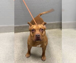 American Pit Bull Terrier-Unknown Mix Dogs for adoption in Las Vegas, NV, USA