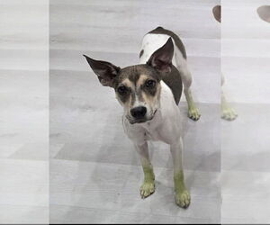 American Pit Bull Terrier-Unknown Mix Dogs for adoption in MIDWAY, UT, USA