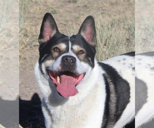 Alaskan Malamute-Unknown Mix Dogs for adoption in Fallon, NV, USA