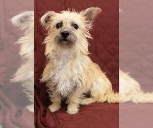 Cairn Terrier Dogs for adoption in Waco, TX, USA