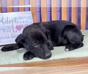 Labrador Retriever-Unknown Mix Dogs for adoption in Genesee, WI, USA
