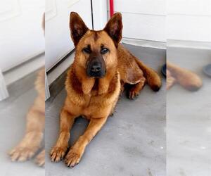 German Shepherd Dog Dogs for adoption in San Antonio, TX, USA