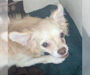 Chihuahua Dogs for adoption in Oakland Park, FL, USA