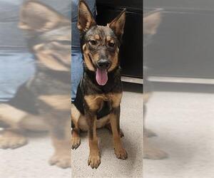 German Shepherd Dog Dogs for adoption in Bakersfield, CA, USA