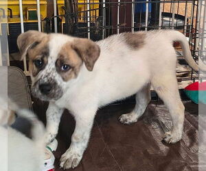Great Pyrenees-Unknown Mix Dogs for adoption in Aurora, IN, USA
