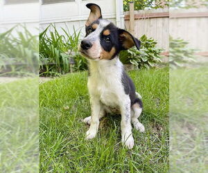 Border-Aussie Dogs for adoption in Genesee, WI, USA