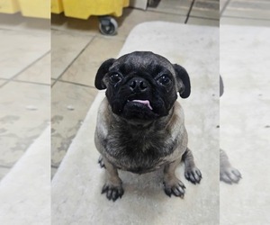 Pug Dogs for adoption in El Centro, CA, USA