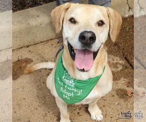 Labrador Retriever-Unknown Mix Dogs for adoption in Washington, DC, USA