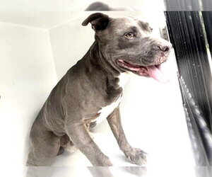 Mutt Dogs for adoption in Houston, TX, USA