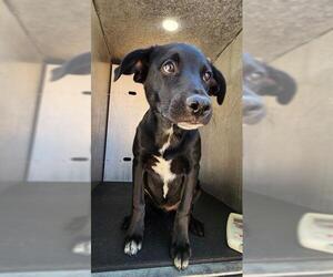 Labrador Retriever-Unknown Mix Dogs for adoption in San Antonio, TX, USA