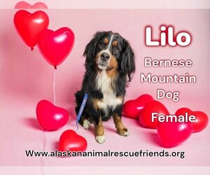 Bernese Mountain Dog-Unknown Mix Dogs for adoption in Anchorage, AK, USA