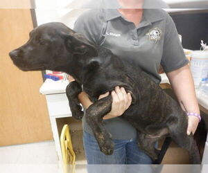 Boxer-Mastiff Mix Dogs for adoption in Oroville, CA, USA