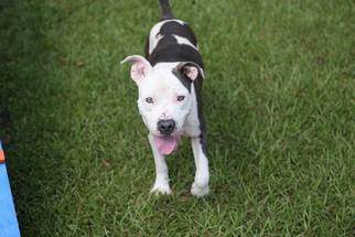 Medium Photo #1 American Pit Bull Terrier Puppy For Sale in  Gainesville, FL, USA