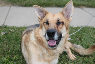 German Shepherd Dog Dogs for adoption in Tremont, IL, USA
