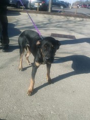 Rottweiler Dogs for adoption in ashville, OH, USA