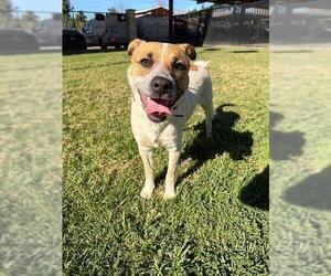 Mutt Dogs for adoption in Riverside, CA, USA