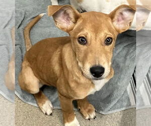 Mutt Dogs for adoption in Sterling, MA, USA