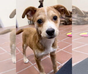 Chihuahua-Unknown Mix Dogs for adoption in Jefferson, NJ, USA