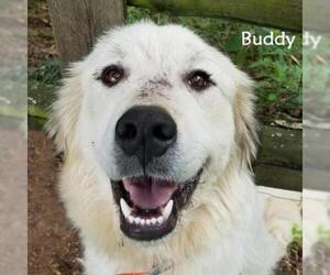 Great Pyrenees Dogs for adoption in Madisonville, TN, USA