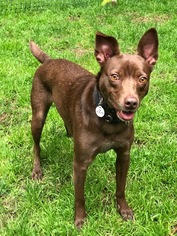 Australian Kelpie-Labrador Retriever Mix Dogs for adoption in Issaquah, WA, USA