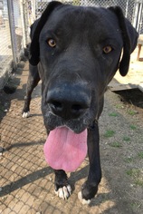 Great Dane Dogs for adoption in Fresno, CA, USA