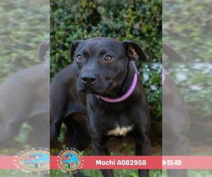 Staffordshire Bull Terrier-Unknown Mix Dogs for adoption in Mobile, AL, USA