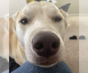 Siberian Husky-Unknown Mix Dogs for adoption in Decatur, GA, USA