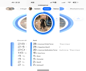 Neapolitan Mastiff-Unknown Mix Dogs for adoption in The Woodlands, TX, USA