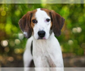 Treeing Walker Coonhound-Unknown Mix Dogs for adoption in Tavares, FL, USA
