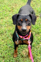 Dachshund Dogs for adoption in Raleigh, NC, USA
