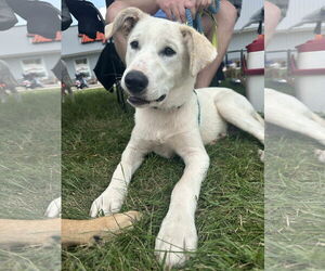 Labrador Retriever-Unknown Mix Dogs for adoption in Germantown, OH, USA
