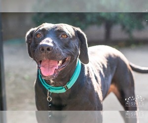 Labrador Retriever Dogs for adoption in Redlands, CA, USA