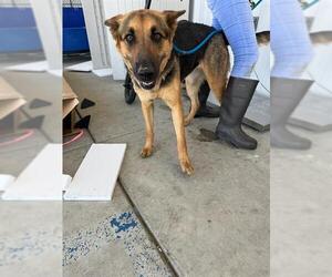 German Shepherd Dog Dogs for adoption in Bakersfield, CA, USA