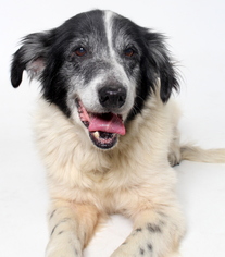 Border Collie Dogs for adoption in West Hollywood, CA, USA