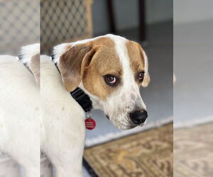 Mutt Dogs for adoption in Wakefield, RI, USA